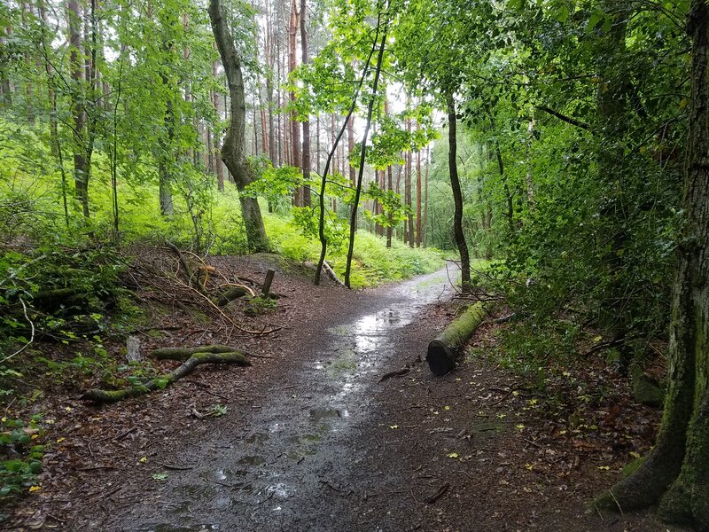 Path through wet woodland with bright sky showing ahead.